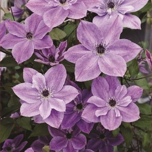 Clematis SUPER CUTE (Vt)