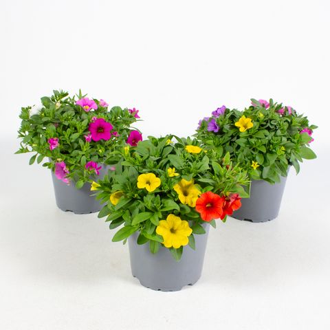 Calibrachoa MIX IN POT