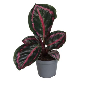 Calathea roseopicta 'Princess Jessie'