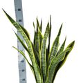 Sansevieria trifasciata 'Laurentii'