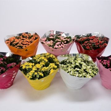 Kalanchoe blossfeldiana PERFECTA MIX
