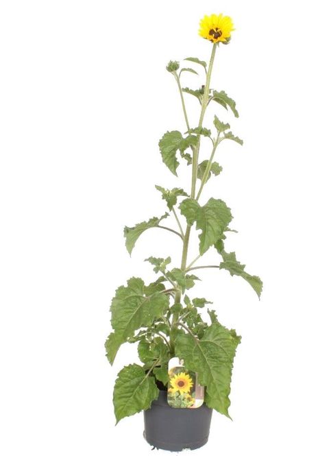 Helianthus annuus SUNBLAST