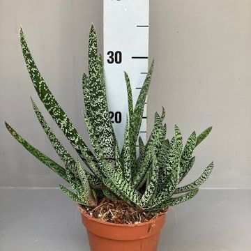 Gasteria carinata verrucosa