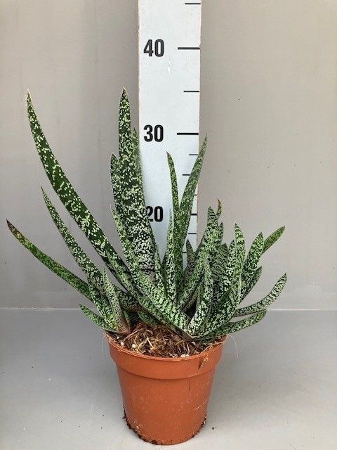 Gasteria carinata verrucosa