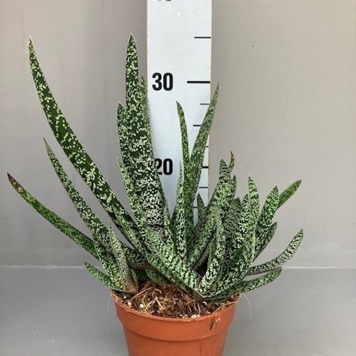 Gasteria carinata verrucosa