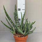 Gasteria carinata verrucosa