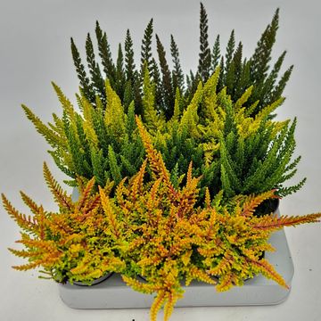 Calluna vulgaris SKYLINE MIX