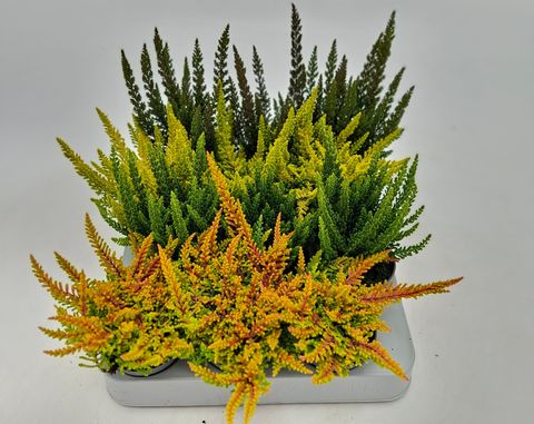 Calluna vulgaris SKYLINE MIX