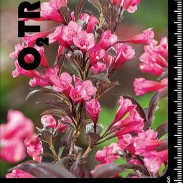 Weigela florida 'Wings of Fire'