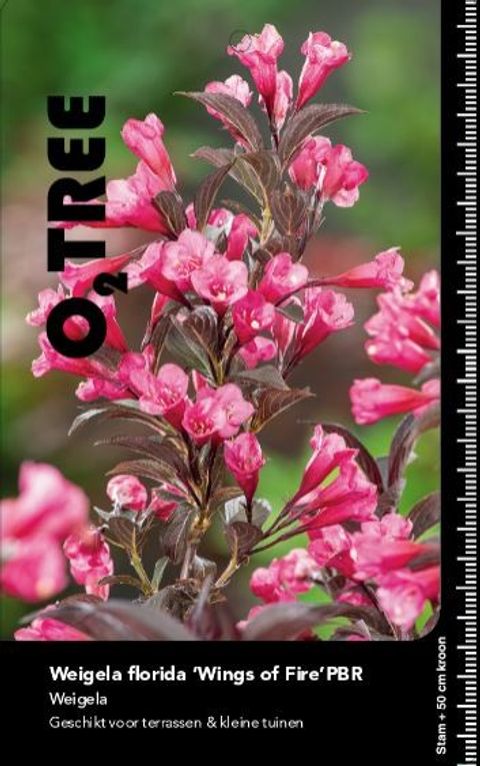 Weigela florida 'Wings of Fire'