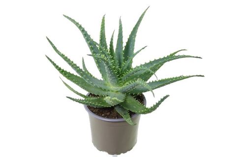 Aloe arborescens