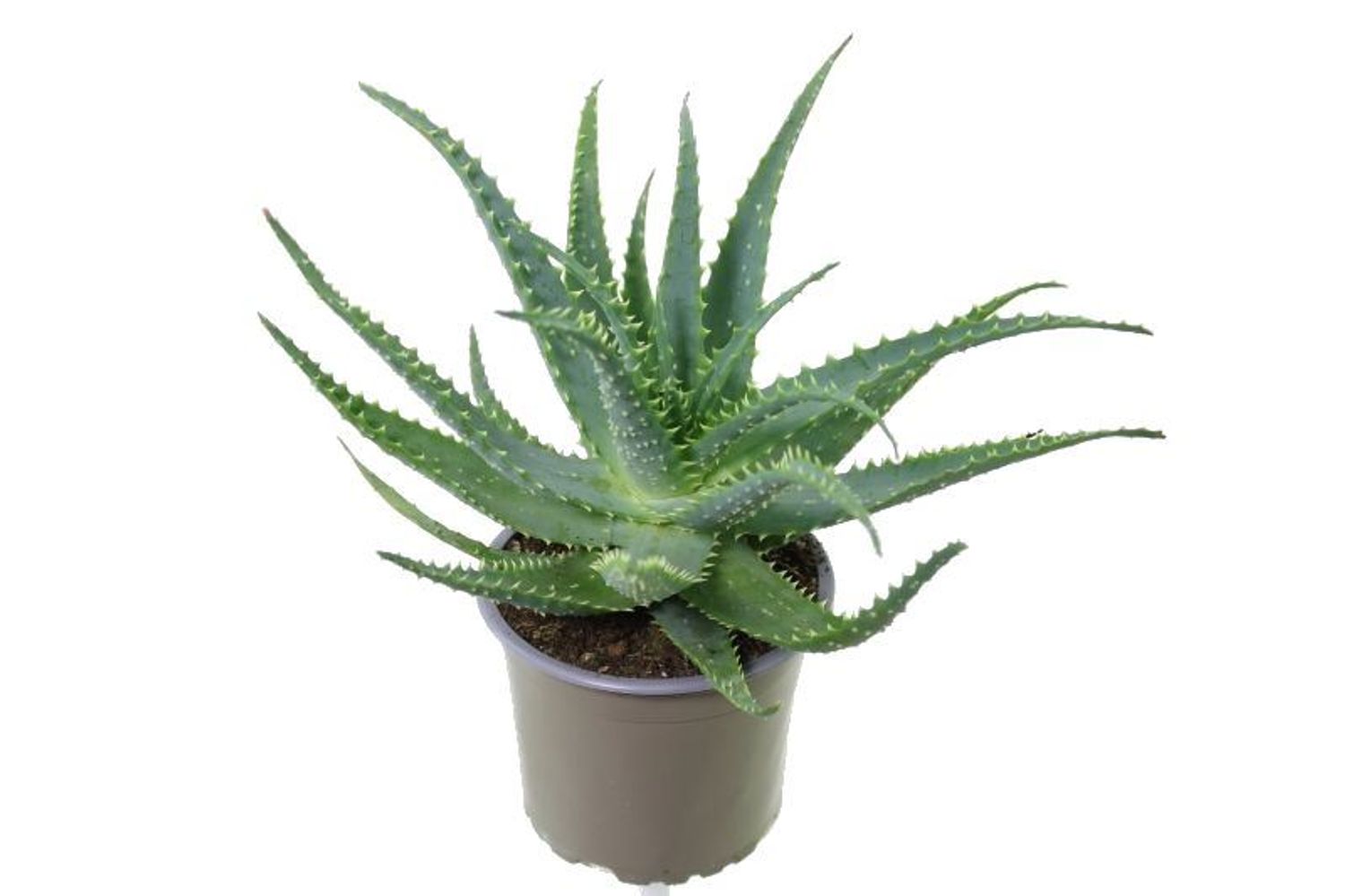Aloe arborescens  Pflanzengrohandel FlorAccess
