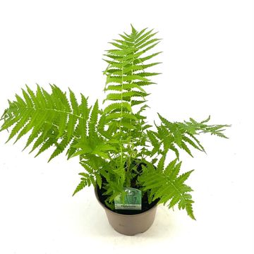 Matteuccia struthiopteris