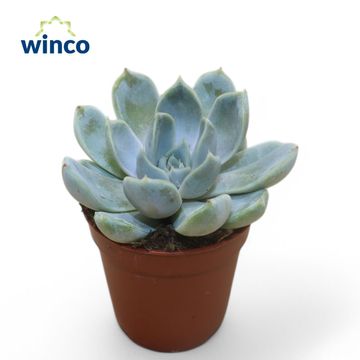 Echeveria 'Snow Bunny'