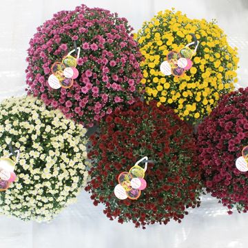 Chrysanthemum SKYFALL MIX