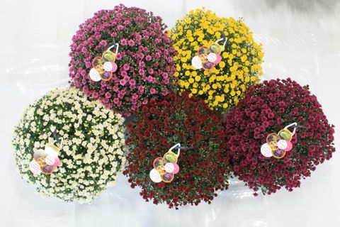 Chrysanthemum SKYFALL MIX