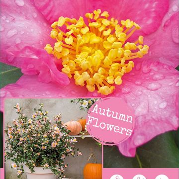 Camellia sasanqua PINK