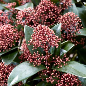 Skimmia japonica DELIGHT