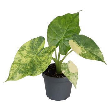 Alocasia macrorrhizos 'Aurea Variegata'