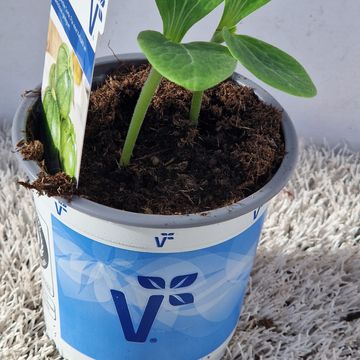 Cucurbita pepo 'Geode'