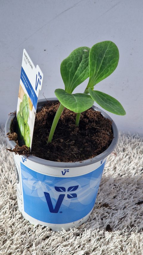 Cucurbita pepo 'Geode'