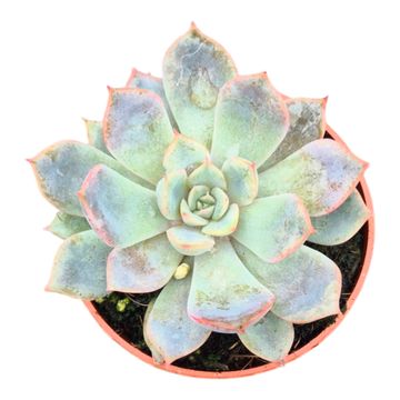 Pachyphytum 'Guangzhou'