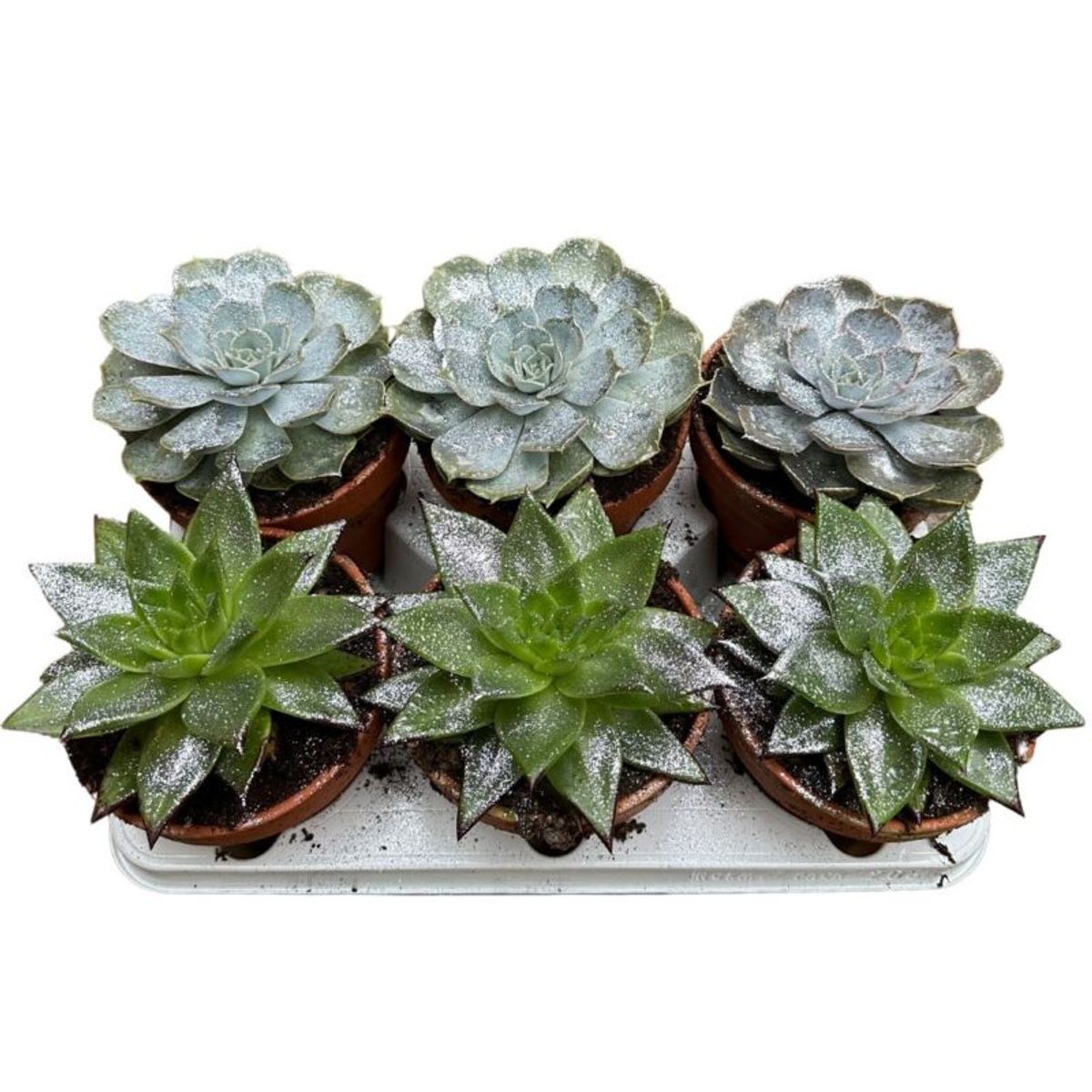 Echeveria MIX — Plant Wholesale FlorAccess