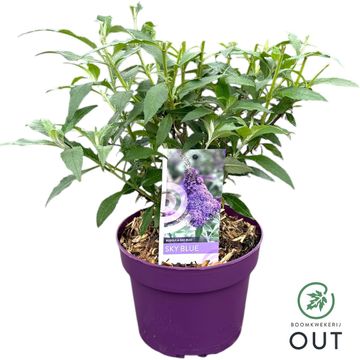 Buddleja davidii BUZZ SKY BLUE