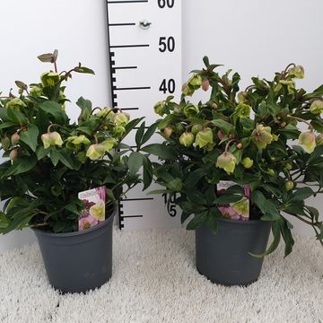 Helleborus JWLS WINTERBELLS