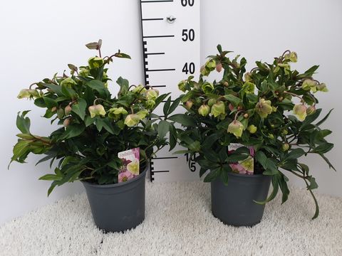 Helleborus JWLS WINTERBELLS