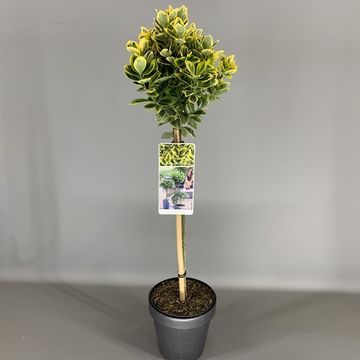 Euonymus japonicus MARIEKE