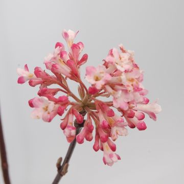 Viburnum x bodnantense 'Charles Lamont'