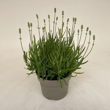 Lavandula angustifolia 'Vienco Early White'