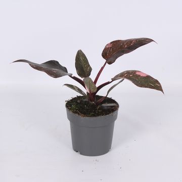 Philodendron 'Pink Princess Marble'