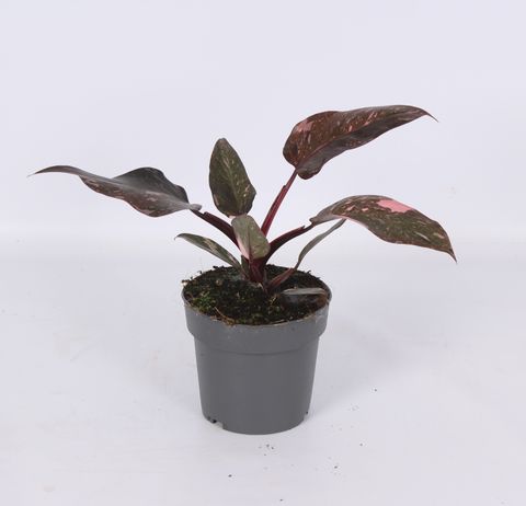 Philodendron 'Pink Princess Marble'