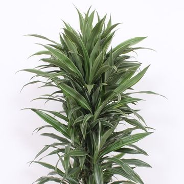 Dracaena fragrans 'Warneckei'