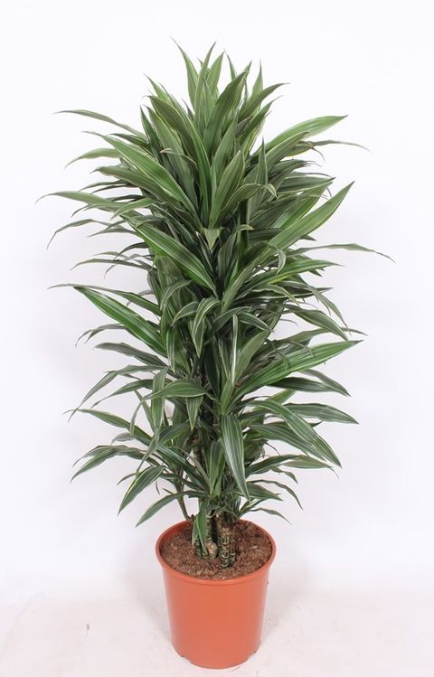 Dracaena fragrans 'Warneckei'