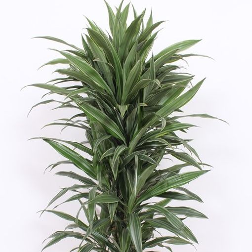 Dracaena fragrans 'Warneckei'