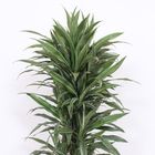 Dracaena fragrans 'Warneckei'