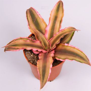 Cryptanthus bivittatus 'Pink Starlite'