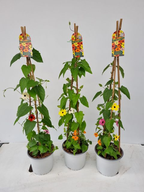 Thunbergia alata MIX IN POT