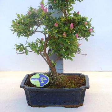 Rhododendron indicum