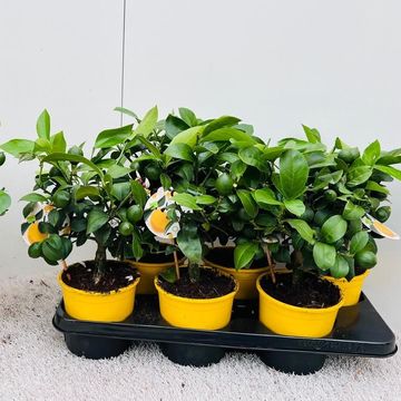 Citrus x meyeri 'Meyer'