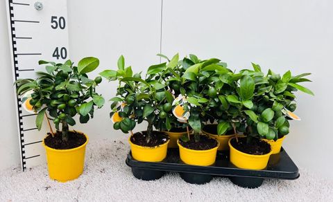 Citrus x meyeri 'Meyer'