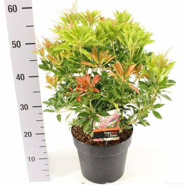 Pieris japonica 'Valley Valentine'