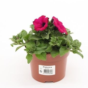 Petunia GGG SUNPLEASURE PURPLE