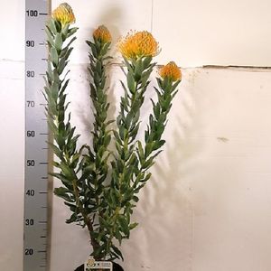 Leucospermum cordifolium 'Ayoba Sun'