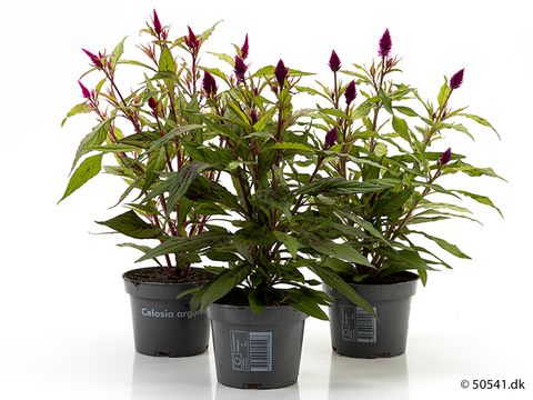 Celosia 'Venezuela'