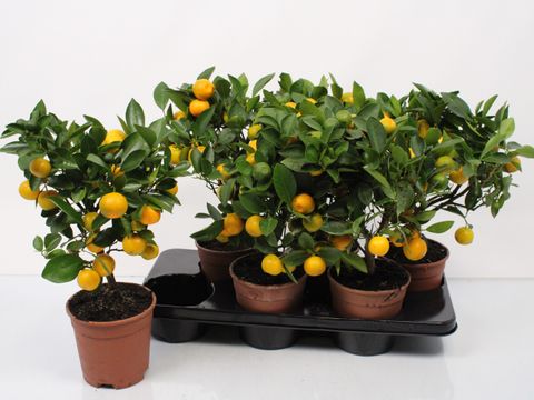 Citrus x microcarpa