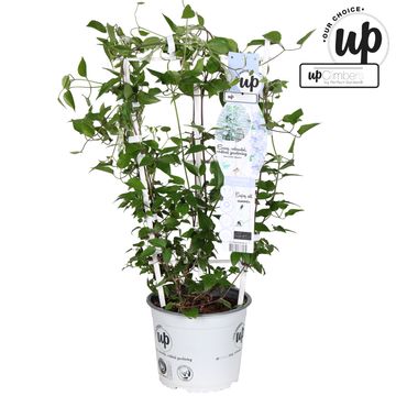 Clematis TRANQUILLITÉ